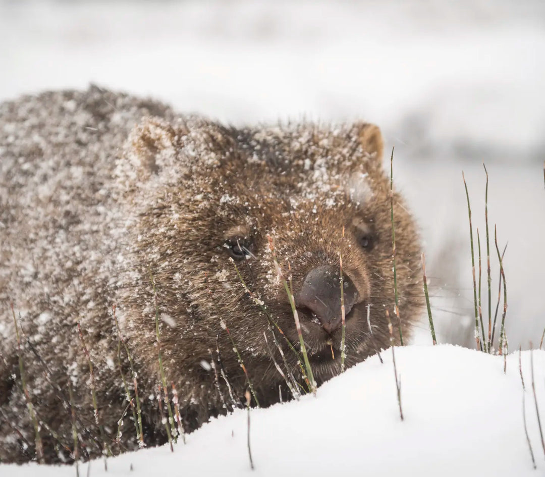Snowkids on Tour: A Family Guide to Wombat Spotting at Cradle Mountain