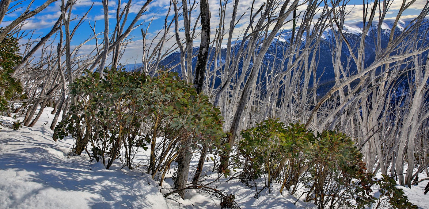 Image of Eucalyptus trees and foliage with snow background and blue skies